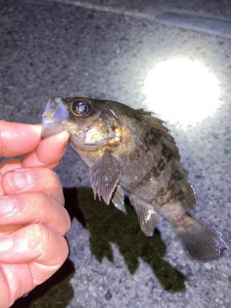 メバリングin明石