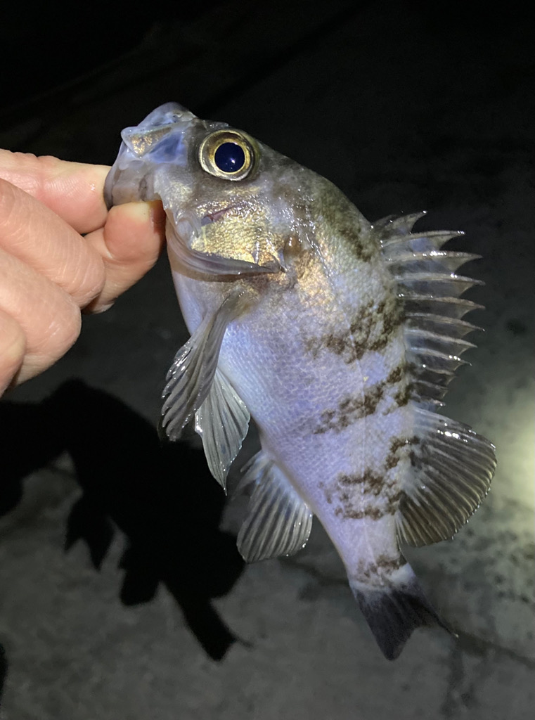 ライトゲームでメバル&ガシラ