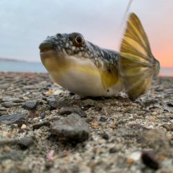 日曜堤防小物釣り