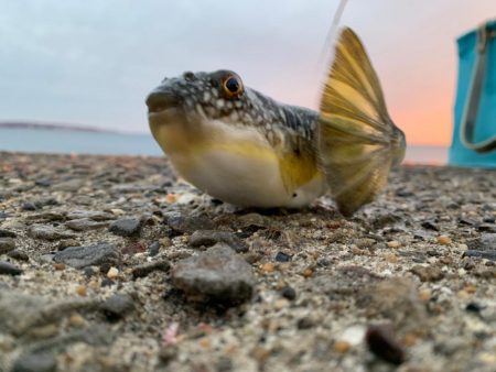 日曜堤防小物釣り