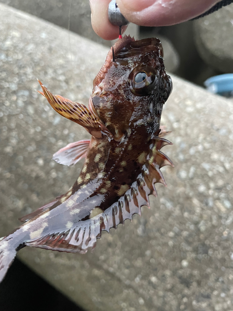 メバル狙いがガシラ祭りに