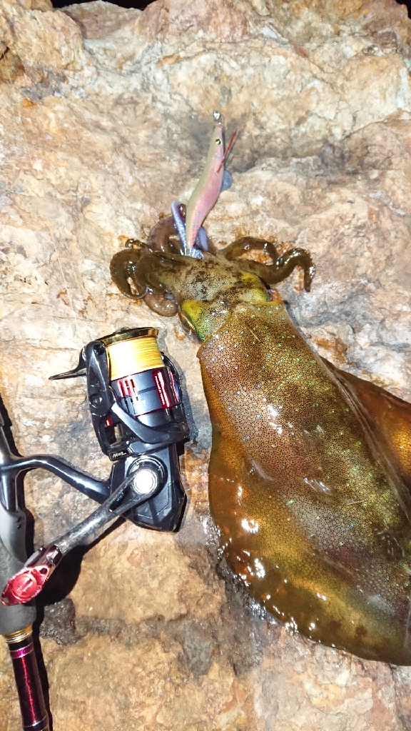 対馬エギング釣果⑦