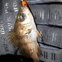 数年ぶりに泉州メバリング