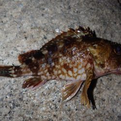 サーフでのウキ釣りとメバリング