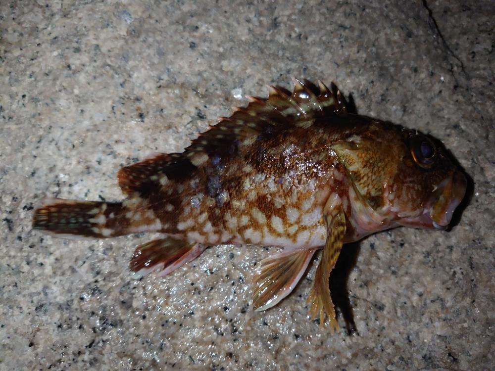 サーフでのウキ釣りとメバリング