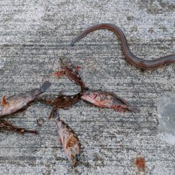 この時期はガシラぐらいですね