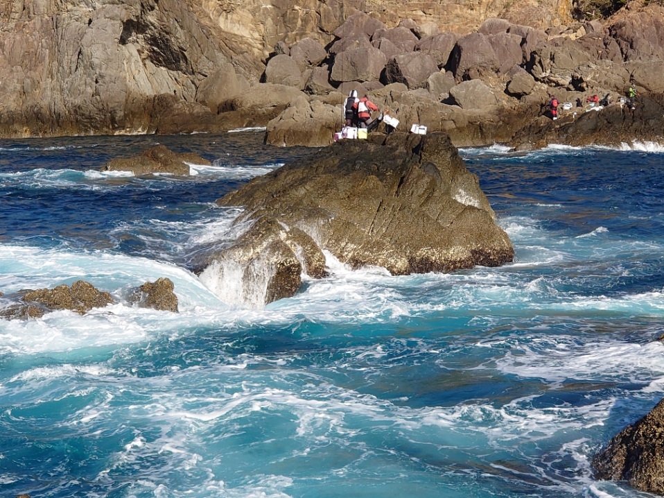 樫野でグレ釣り