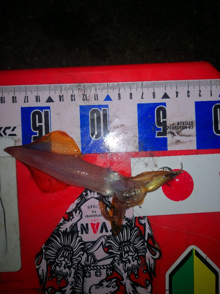 アジング練習369 ライトエギング