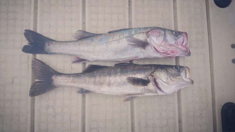 シーバスゲーム