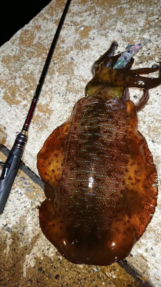 対馬エギング釣果……⑧