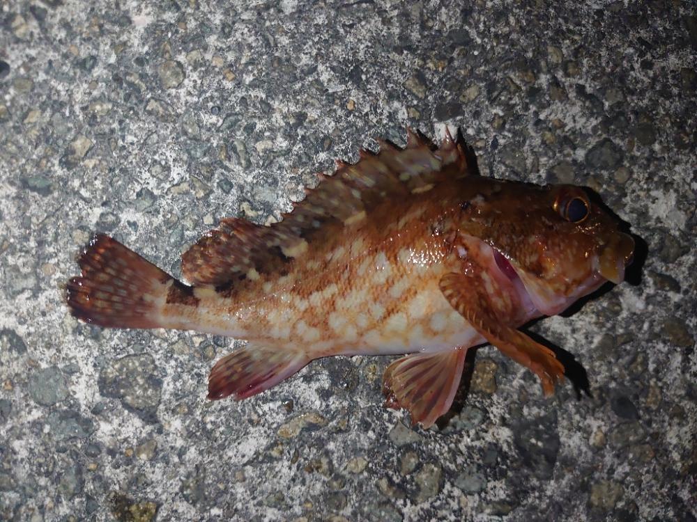 ウキ釣り、ちょい投げ、時々メバリング