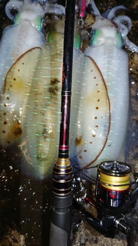 対馬エギング釣果⑥