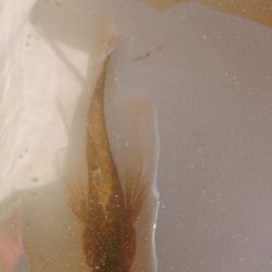 須磨千守突堤にてドラグなりまくり！