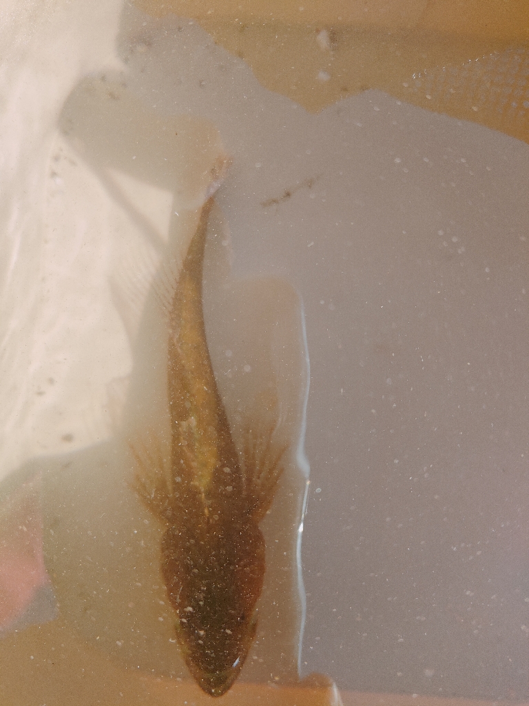 須磨千守突堤にてドラグなりまくり！