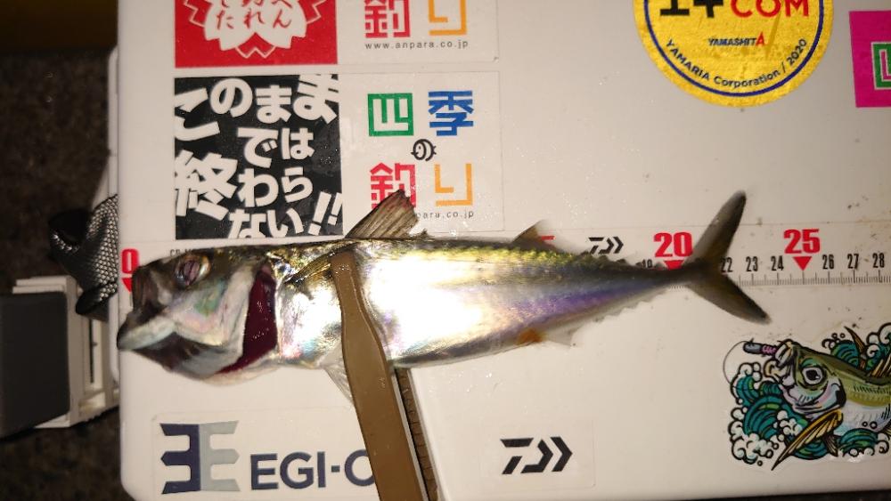 仕事終わり釣行