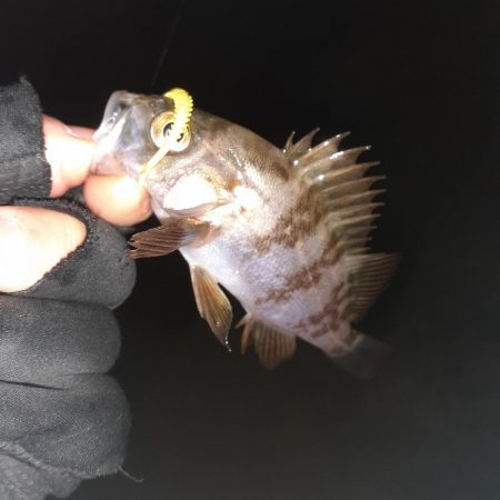 メバリング本日ハードモード