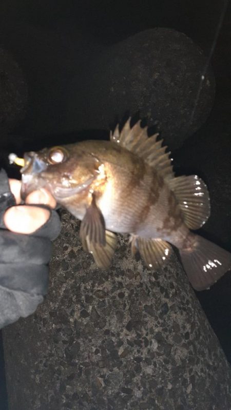 風がやんだのでメバリング