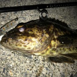 メバルのごきげんうかがい