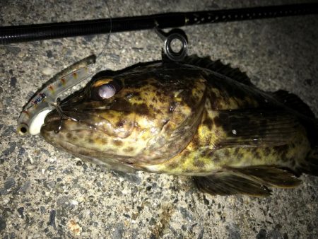 メバルのごきげんうかがい