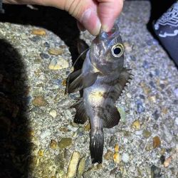 初釣りはメバリング