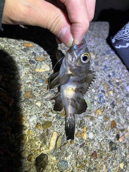 初釣りはメバリング