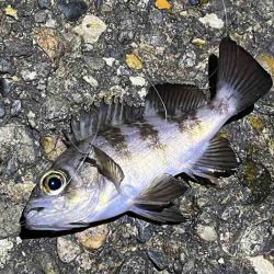 激渋ながらもメバル２０UPゲット