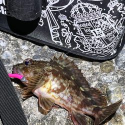 メバル釣れません！