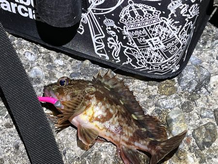 メバル釣れません！