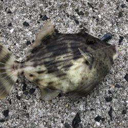 三種のアサリでカワハギ狙い！