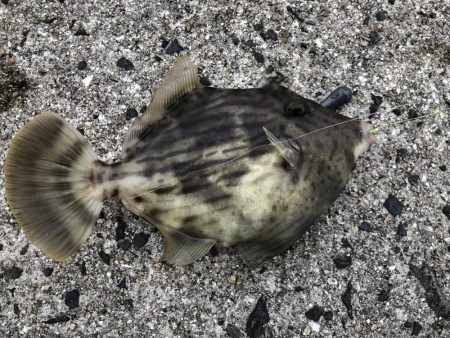 三種のアサリでカワハギ狙い！