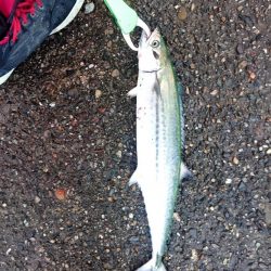 昨日からサゴシ釣れてます