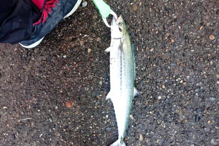 昨日からサゴシ釣れてます