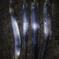 タチウオの〇〇