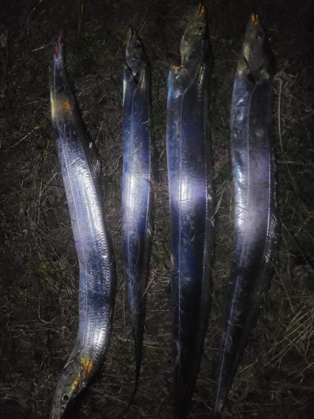 タチウオの〇〇