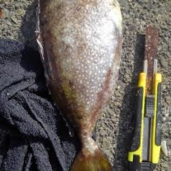 ロッド3本でバタバタ釣りでしたが観賞魚の釣果は満足です!!夕飯はアイゴに決定です^^