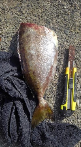 ロッド3本でバタバタ釣りでしたが観賞魚の釣果は満足です!!夕飯はアイゴに決定です^^