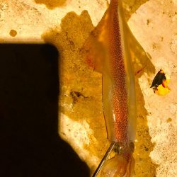 またまたヤリイカ