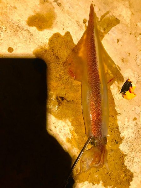 またまたヤリイカ