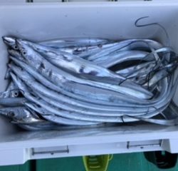 泉州丸さんでタチウオ