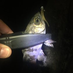 たかたか釣り日記〜メバル編〜