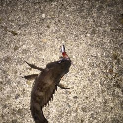 バイク釣行は修行です