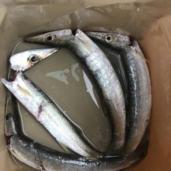 朝マズメのカマス釣り