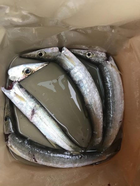 朝マズメのカマス釣り