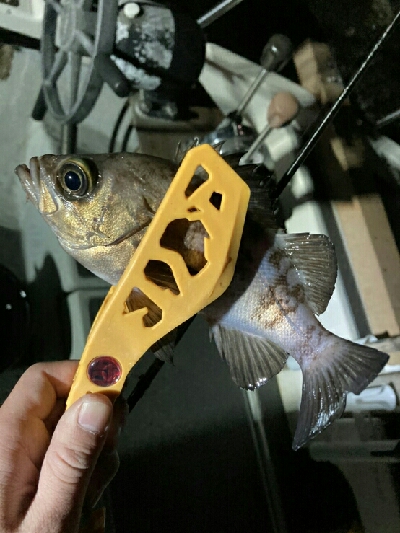 今日は釣り日和