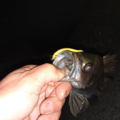 メバル今日はサイズがいい!