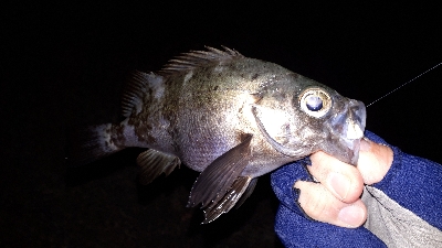 初釣りは淡路島