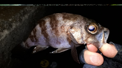 初釣りから三日目にもう一回