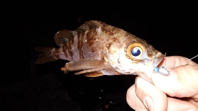 数年ぶりのポイントで~