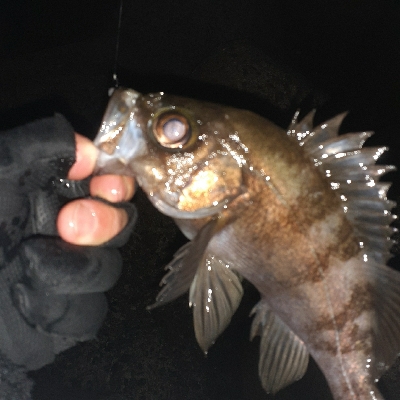 風が弱いのでメバリング~