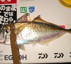 仕事終わりにアジング